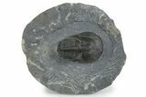 Bargain, Prone Scotoharpes Trilobite - Boudib, Morocco #353031-3